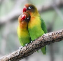Buy Lovebirds for Sale in UAE