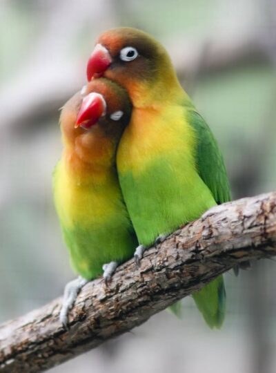 Buy Lovebirds for Sale in UAE