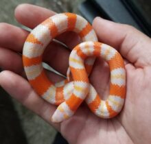 Buy Milk Snakes in UAE