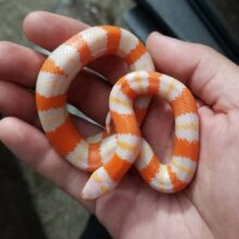 Buy Milk Snakes in UAE
