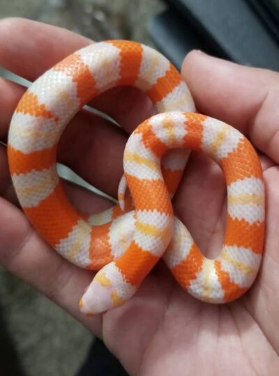 Buy Milk Snakes in UAE