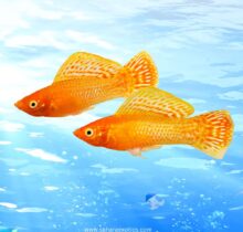 Buy Molly Fish in UAE