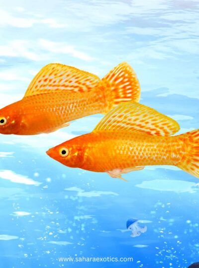 Buy Molly Fish in UAE