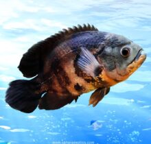 Oscar Fish for Sale UAE