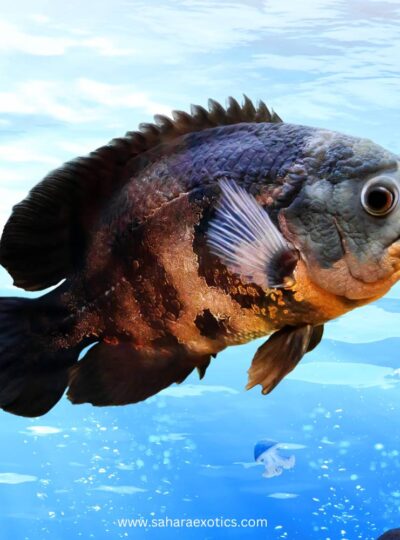 Oscar Fish for Sale UAE