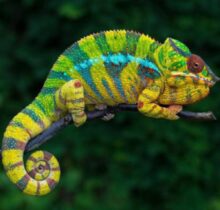 Buy Panther Chameleons in UAE