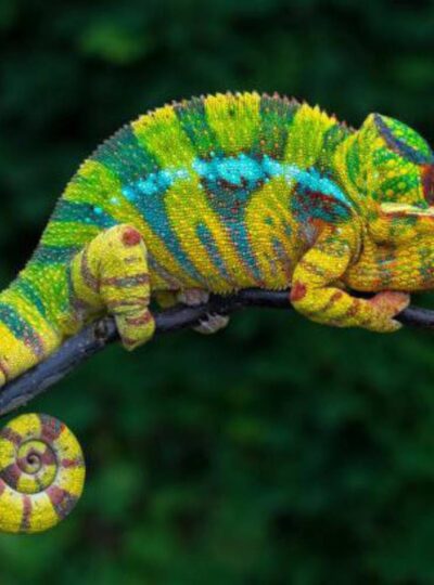 Buy Panther Chameleons in UAE
