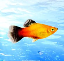 Platy Fish for Sale UAE