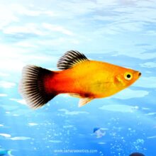 Platy Fish for Sale UAE