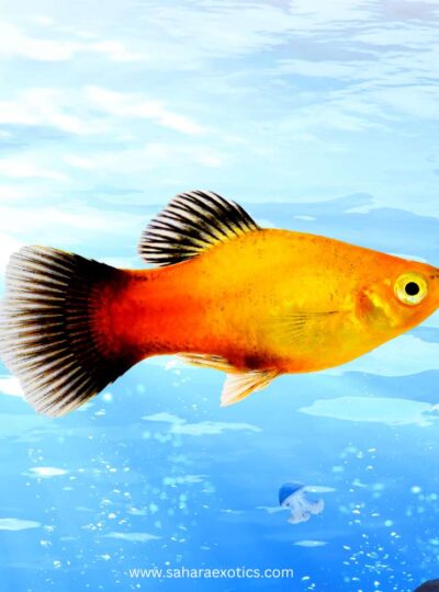 Platy Fish for Sale UAE
