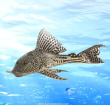 Pleco Fish for Sale UAE | Algae Cleaners