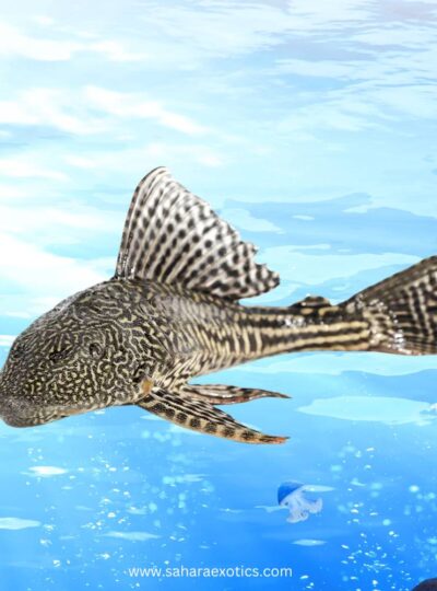Pleco Fish for Sale UAE | Algae Cleaners