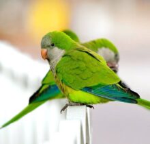 Buy Quaker Parrots in UAE