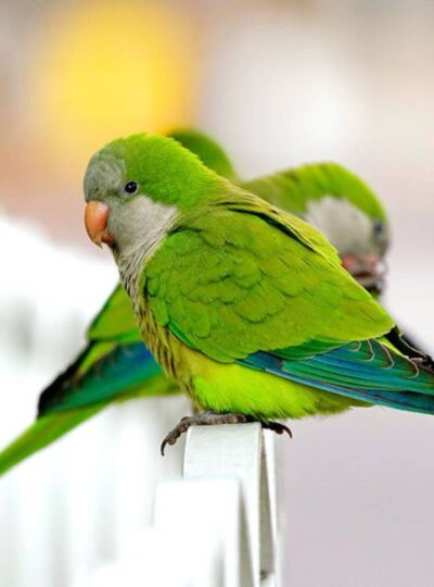 Buy Quaker Parrots in UAE