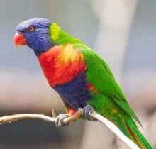 Buy Rainbow Lorikeet in UAE