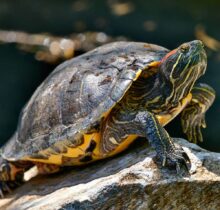Buy Red Eared Sliders in UAE