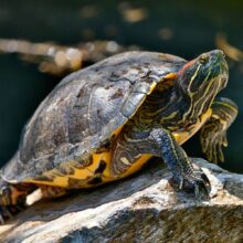 Buy Red Eared Sliders in UAE