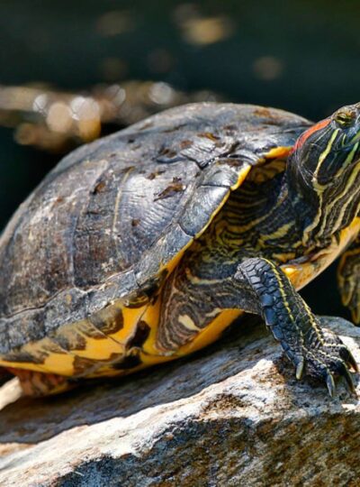 Buy Red Eared Sliders in UAE