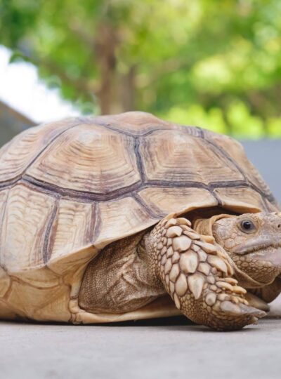Buy Sulcata Tortoises in UAE