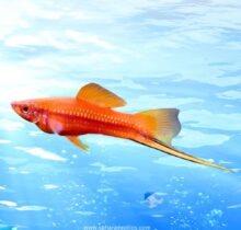 Swordtail Fish in UAE