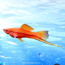 Swordtail Fish in UAE