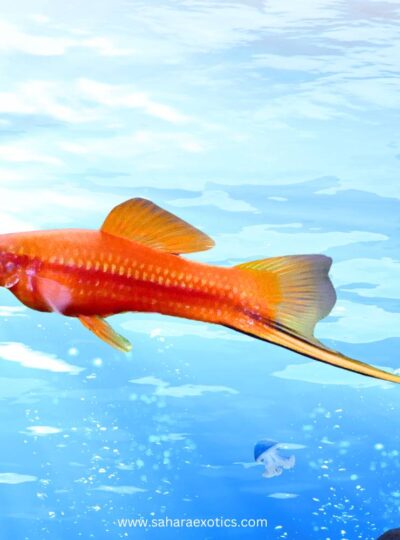 Swordtail Fish in UAE