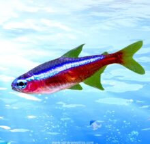 Tetra Fish for Sale UAE | Neon, Cardinal, Glowlight