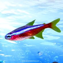 Tetra Fish for Sale UAE | Neon, Cardinal, Glowlight