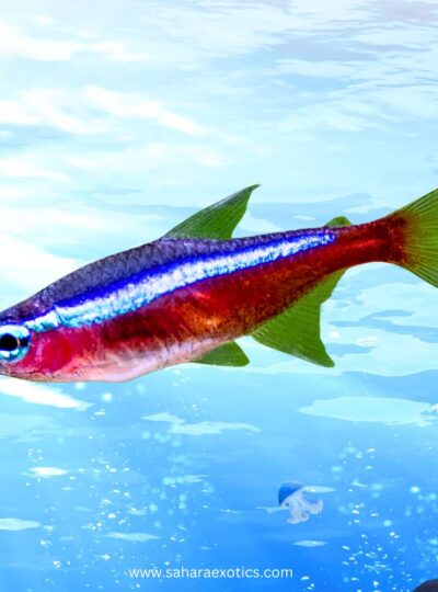 Tetra Fish for Sale UAE | Neon, Cardinal, Glowlight