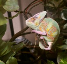 Buy Veiled Chameleons in UAE
