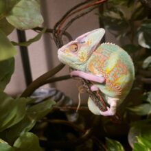 Buy Veiled Chameleons in UAE