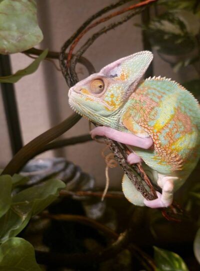 Buy Veiled Chameleons in UAE