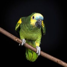 Buy Amazon Parrots in UAE
