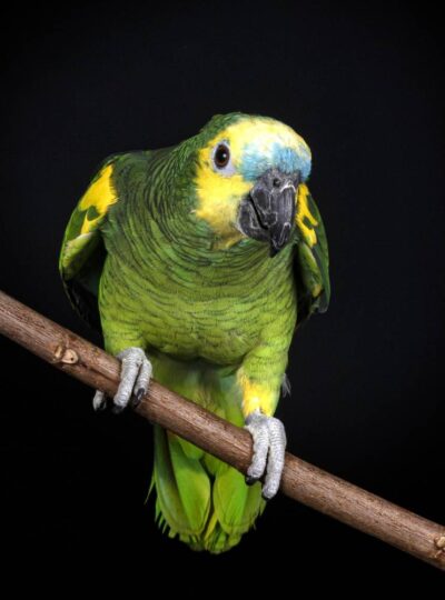 Buy Amazon Parrots in UAE