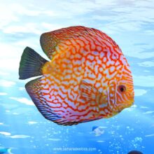 Discus Fish for Sale UAE
