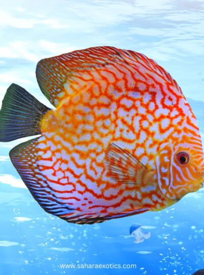 Discus Fish for Sale UAE