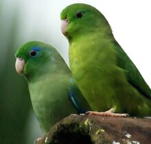 Buy Parrotlets in UAE