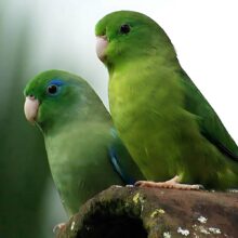 Buy Parrotlets in UAE