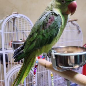 Alexandrine Parrots- Tamed Talking