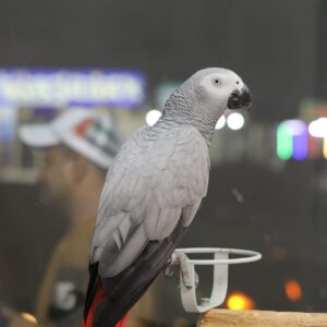 African Grey Parrot- Tamed & Very Talkative female