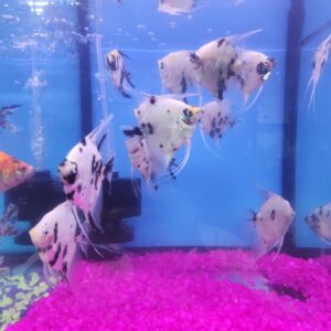Angelfish Jumbo size