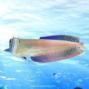 Arowana Fish UAE | Silver, Red, Golden