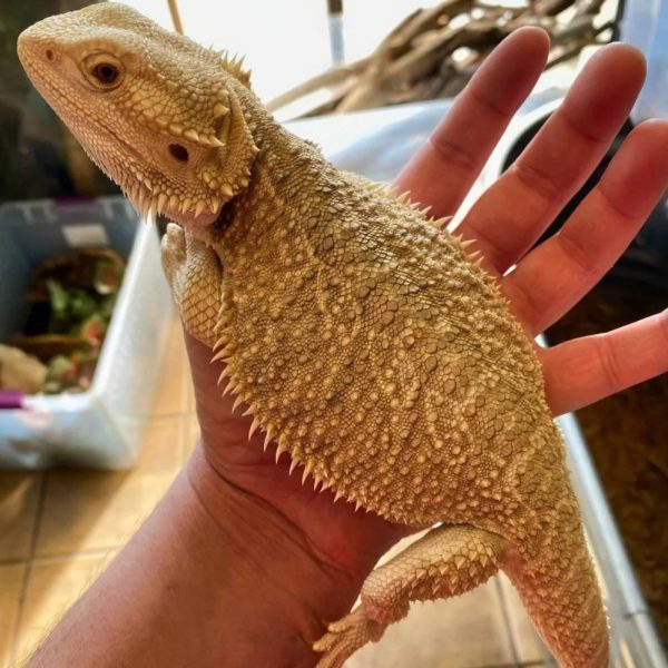 Buy Bearded Dragons In UAE