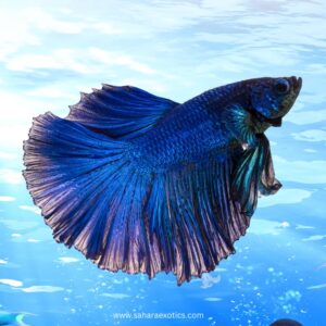 Betta Fish for Sale UAE