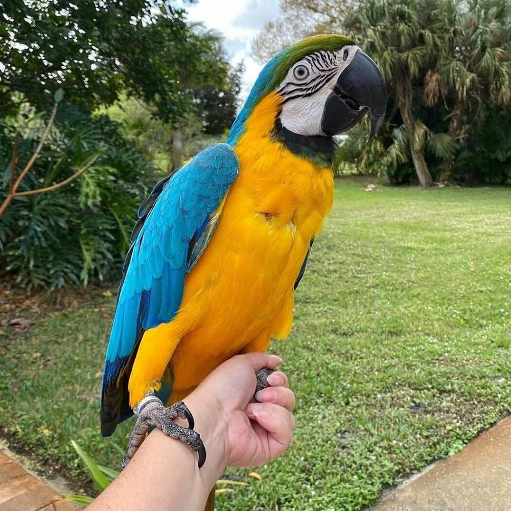 Blue and Gold Macaw in UAE