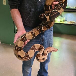 Buy Boa Constrictor in UAE