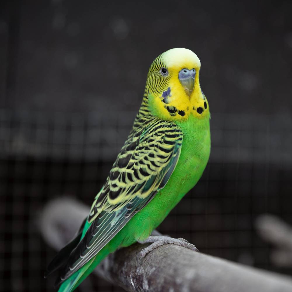 Buy Budgies in UAE
