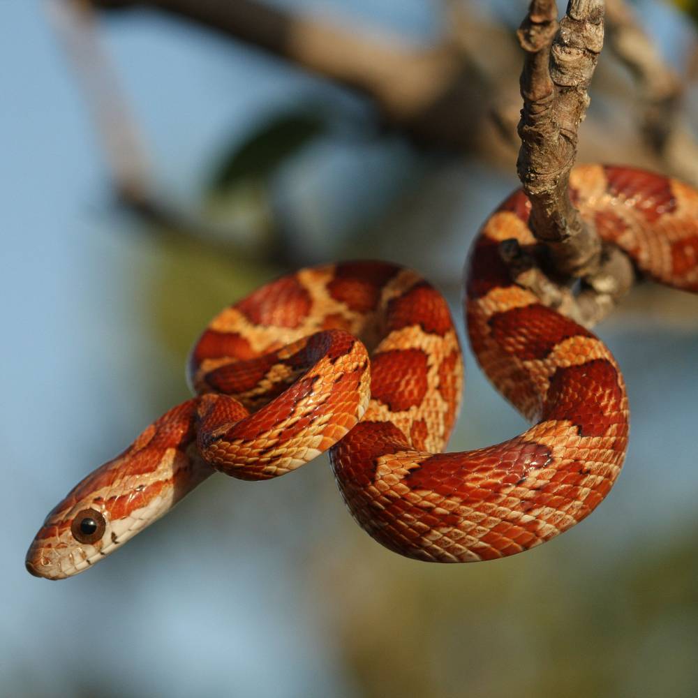 Buy Corn Snakes in UAE