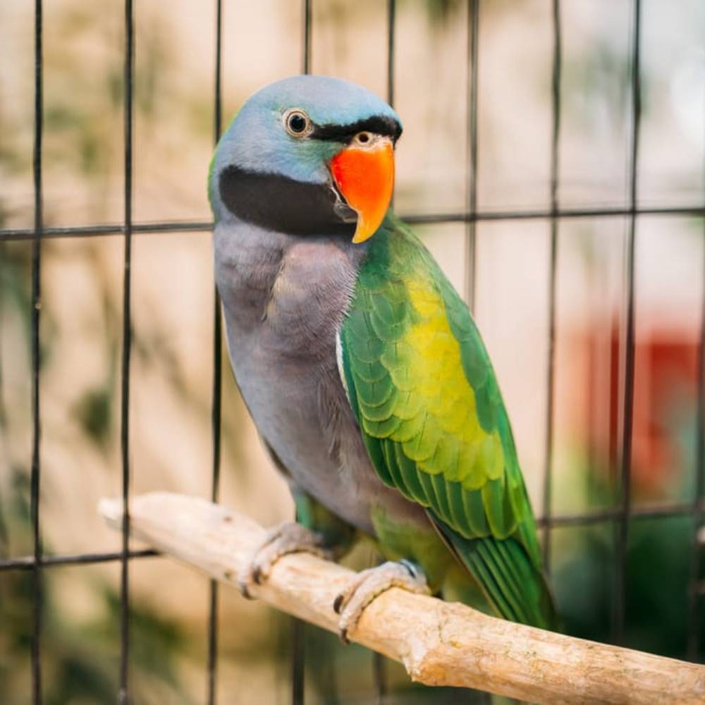 Buy Derbyan Parrot in UAE