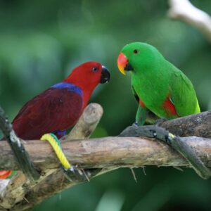 Buy Eclectus Parrots in UAE
